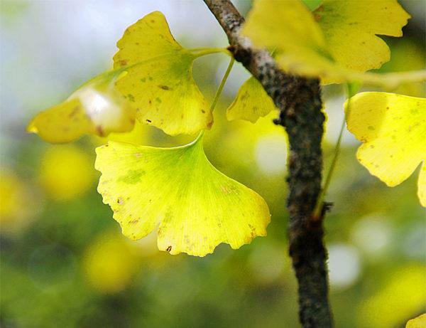 💪 Insider Guide To Ginkgo Tree Inner Strength and Resilience 🍃